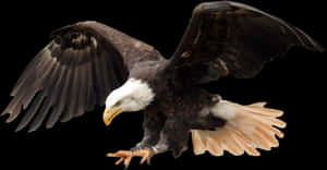 Bald Eagle Png Image - Bald Eagle Transparent Background, Png Download PNG image with transparent background