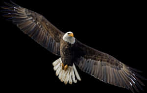 Flying Eagle Png Image Vector, Clipart, Psd - Transparent Eagle Flying Png, Png Download PNG image with transparent background