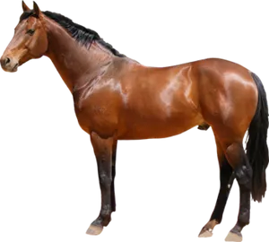 Majestic Bay Horse Standing PNG Image