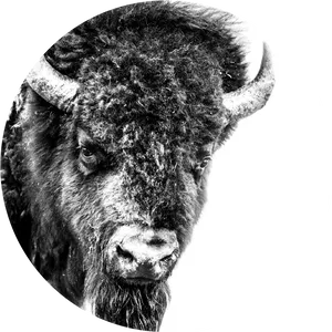 Majestic Bison Portraitin Winter PNG Image