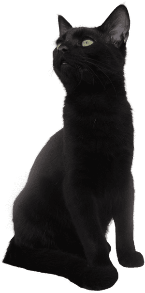 Bombay Cat Korat European Shorthair Black Cat - Short Hair Black Cat, HD Png Download PNG