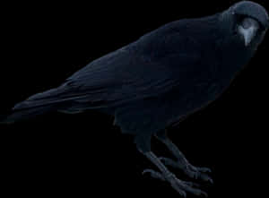 Black Crow Standing Png Image - Transparent Background Crow Transparent, Png Download PNG image with transparent background