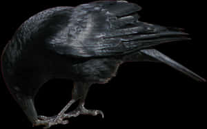 Crow Eating Png, Transparent Png PNG image with transparent background