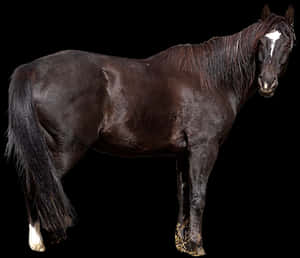 Majestic Black Horseon Black Background.jpg PNG image with transparent background