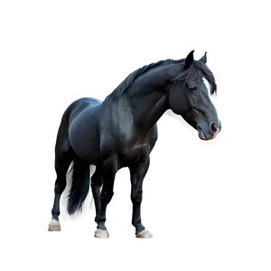 Majestic Black Stallion Png 06262024 PNG Image