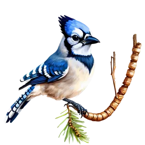 Majestic Blue Jay Portrait Png 31 PNG Image