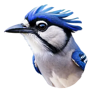 Majestic Blue Jay Portrait Png Hur34 PNG Image