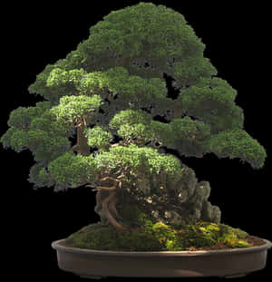 Majestic Bonsai Tree Black Background PNG