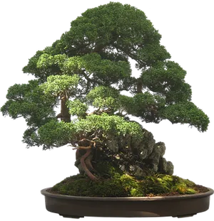 Majestic Bonsai Tree Black Background PNG Image