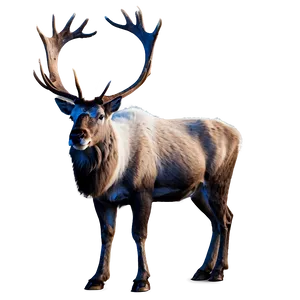 Majestic Caribou Png 06292024 PNG Image