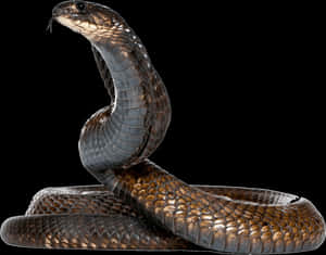 Majestic Cobra Portrait PNG with transparent background