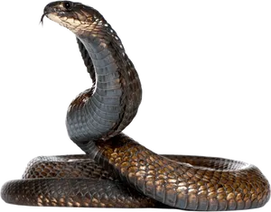 Majestic Cobra Portrait PNG Image