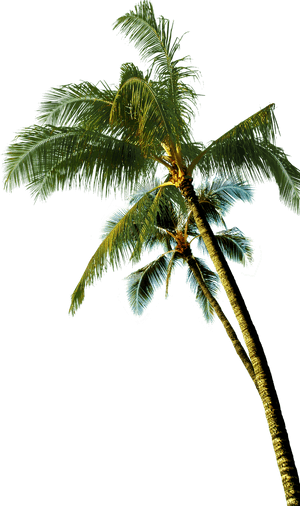 Majestic_ Coconut_ Tree_ Against_ Sky PNG