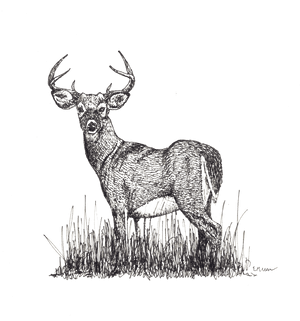 White-tailed Deer, HD Png Download PNG image with transparent background