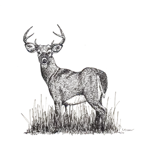 Majestic Deer Sketch Artwork PNG Image