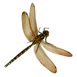 Majestic Dragonfly Spread Wings PNG image with transparent background