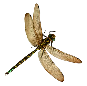 Majestic Dragonfly Spread Wings PNG Image