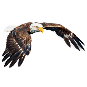 Majestic Eagle Flying PNG fdm99 PNG