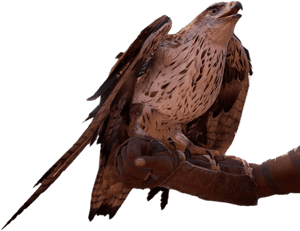 - Senu Assassin's Creed Origins, HD Png Download PNG with transparent background