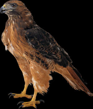Eagle Png Image PNG image with transparent background