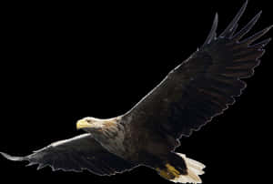 Eagle Png Image PNG image with transparent background