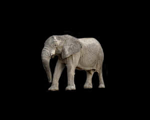Majestic_ Elephant_ Black_ Background.jpg PNG image with transparent background