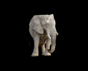 Majestic_ Elephant_ Black_ Background.jpg PNG image with transparent background