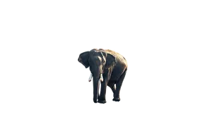 Majestic_ Elephant_ Isolated_on_ Black_ Background.jpg PNG Image