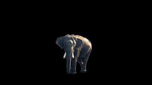Majestic_ Elephant_ Isolated_on_ Black_ Background.jpg PNG image with transparent background