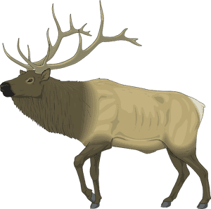 Moose, Large, Body, Animal, Mammal, Antlers - Elk Clip Art, HD Png Download PNG image with transparent background