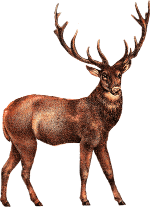 Elk Png Transparent Image - Elk, Png Download PNG image with transparent background