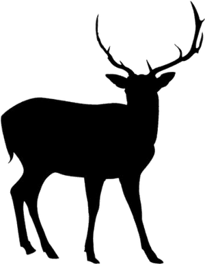 Deer Png Transparent Images - Elk, Png Download PNG image with transparent background