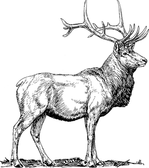 Elk, Moose, Deer, Head, Animal, Hunting, Antlers - Elk Black And White, HD Png Download PNG image with transparent background
