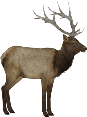 Moose, Elk Png - Elk Png, Transparent Png PNG image with transparent background