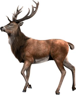 Elk Png, Transparent Png PNG image with transparent background