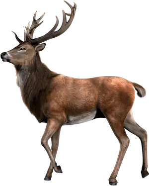 Majestic Elk Standing Profile PNG Image