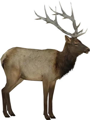 Majestic Elk Standing Profile PNG Image