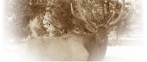 Stone Creek Mo, Provides Exotic Hunts And Standard - Elk, HD Png Download PNG image with transparent background
