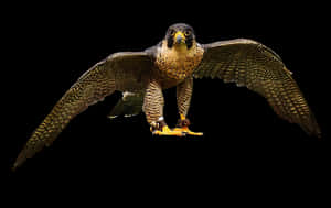 Majestic Falcon In Flight PNG image with transparent background