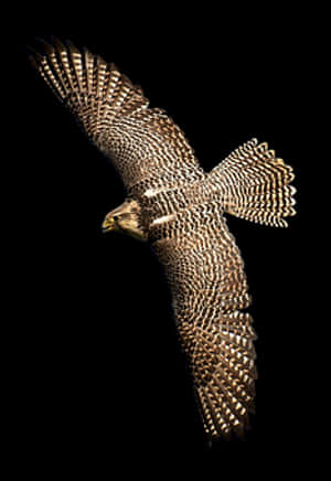 Majestic Falcon In Flight PNG image with transparent background
