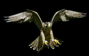 Majestic Falcon In Flight PNG image with transparent background
