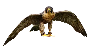 Majestic Falcon In Flight PNG Image