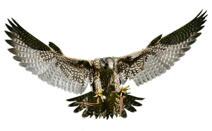 Majestic Falcon In Flight PNG image with transparent background