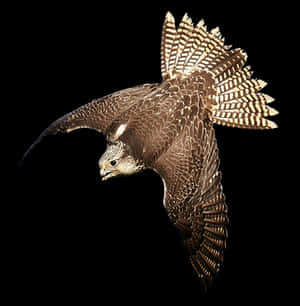 Majestic Falcon In Flight PNG image with transparent background