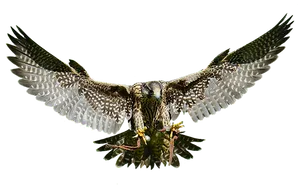 Majestic Falcon In Flight PNG Image