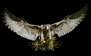 Majestic Falcon In Flight PNG image with transparent background