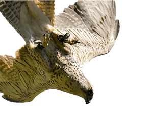 Majestic Falcon In Flight.png PNG image with transparent background
