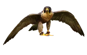 Majestic Falcon In Flight.png PNG Image