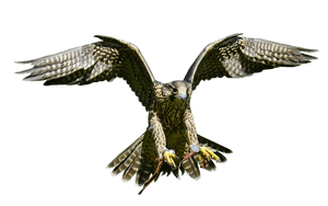 Majestic Falcon In Flight PNG image with transparent background