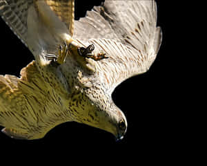 Majestic Falcon In Flight PNG image with transparent background